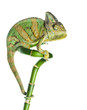 chameleon on bamboo chameleon on bamboo