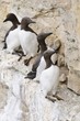 Photo: Common Guillemot nest (Uria aalge) Common Guillemot nest (Uria aalge)