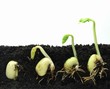 Germinating beans