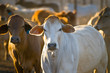 Cattle in yards Cattle in yards