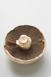 portobello mushroom from below