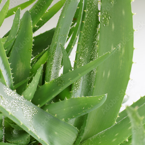 Photo: aloe vera plant with drops of water (detail) aloe vera plant with drops of water (detail)