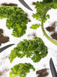 kale leaves with knife and soil