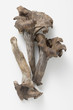 three black chanterelles