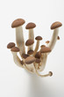 pioppini mushrooms (italy)