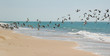seabirds on Mauritania's beach seabirds on Mauritania's beach