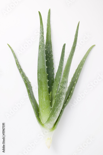 Photo: aloe vera on white background aloe vera on white background