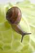 snail on white cabbage leaf (close-up)