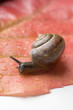 snail on red vine leaf