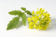yellow mustard flower with leaf