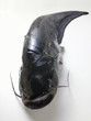 whole fresh catfish