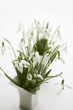 snowdrops in two vases