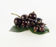 blackcurrants on white background