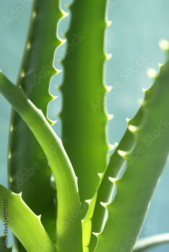 Photo: aloe vera aloe vera