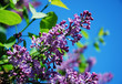 Lilac branch against blue sky