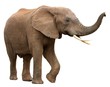 African Elephant Isolated on White