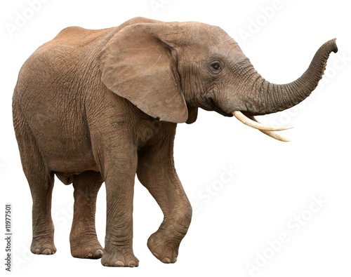 Fototapeta African Elephant Isolated on White