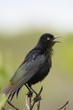 black bird