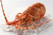 spiny lobster on crushed ice