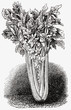 celery (illustration)