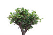 small tree