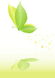 eco butterfly