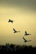 夕焼けの中の白鳥