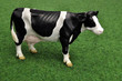 Foto: Kuh Milchkuh - Cow Kuh Milchkuh - Cow