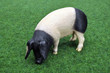 Foto: Schwein Sau Schweine Ferkel - Pigs Schwein Sau Schweine Ferkel - Pigs