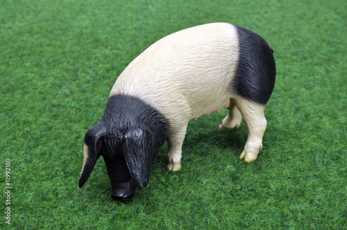 Foto: Schwein Sau Schweine Ferkel - Pigs Schwein Sau Schweine Ferkel - Pigs