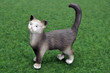 Foto: Katze Cat Hauskatze Katze Cat Hauskatze