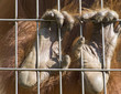 hands of an orang utan