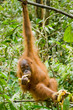 Bananenmonkey