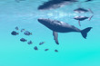 HUMPBACK WHALES