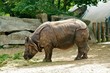 Nashorn Nashorn