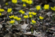 Winter aconites field