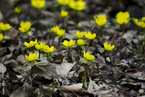 Photo: Winter aconites field Winter aconites field