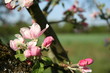 Foto: Blüte Blüte