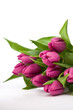 purple tulips on a white background purple tulips on a white background
