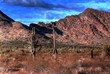 Twin Saguaros