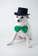 Saint Patrick's Day dog