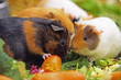 Foto: Meerschweinchen Meerschweinchen