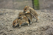 Wildschwein