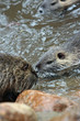 Nutria