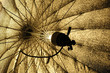 Parapluie