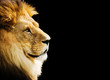 Lion portrait with copy space on black background Lion portrait with copy space on black background