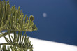 plante grasse sur fond bleu