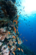 coral and fish