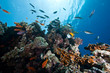 coral and fish