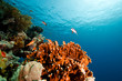coral and fish